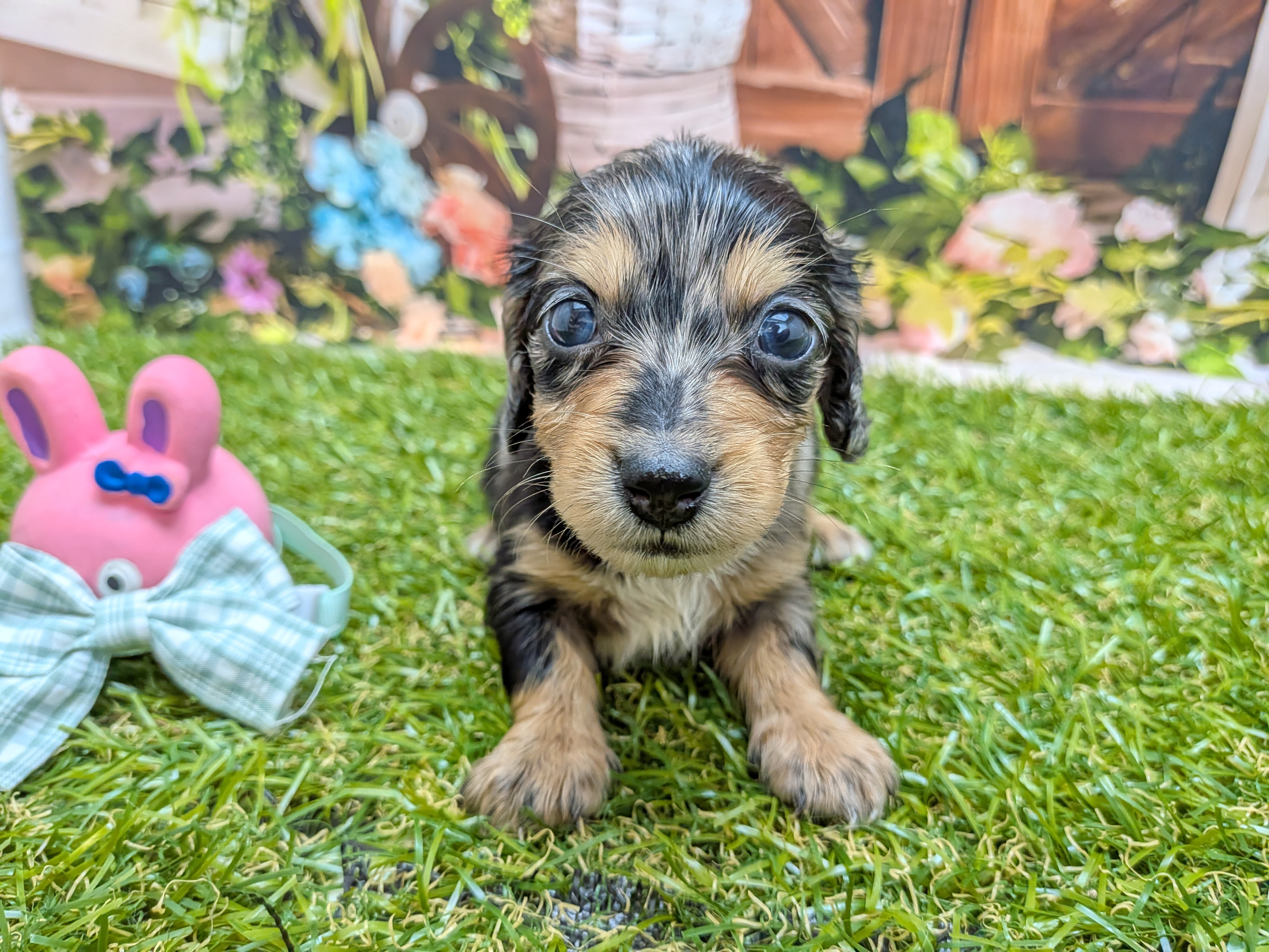 ミニチュア・ダックスフンド