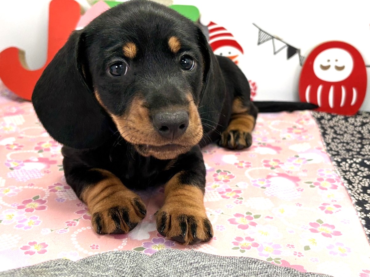 スタンダード・ダックス