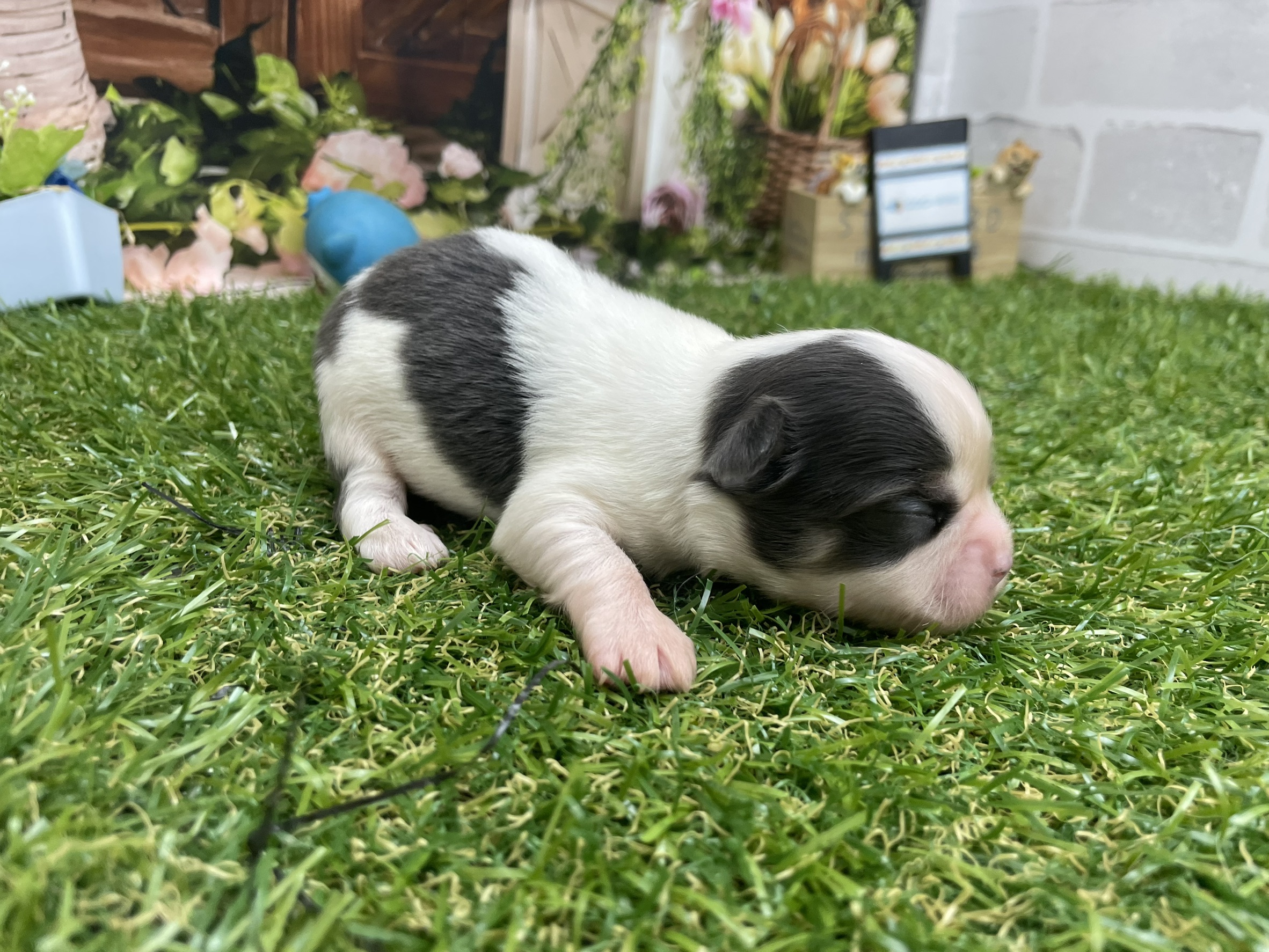 赤ちゃん写真1-2