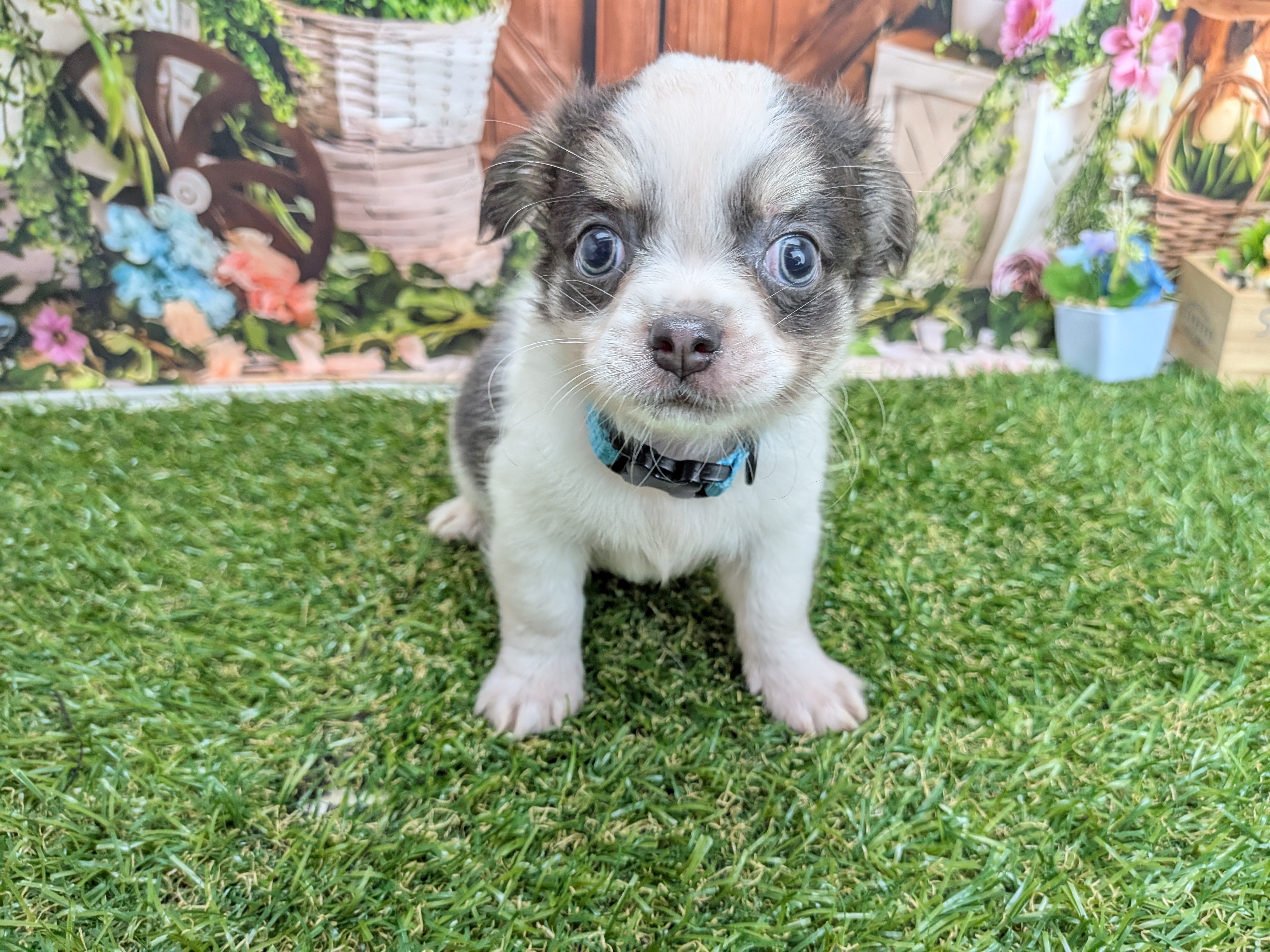 チワワ（ロングコート）