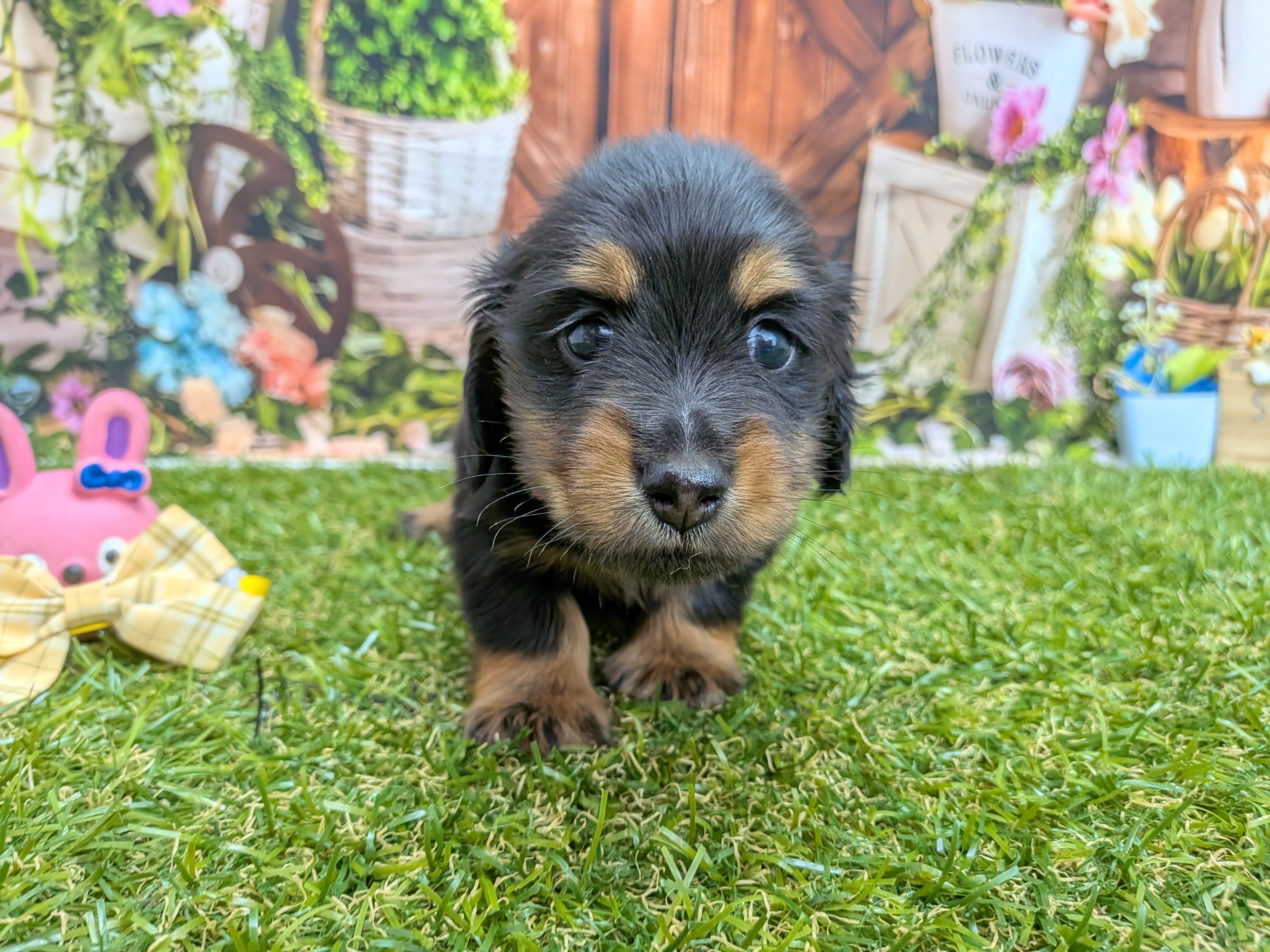 ミニチュア・ダックスフンド