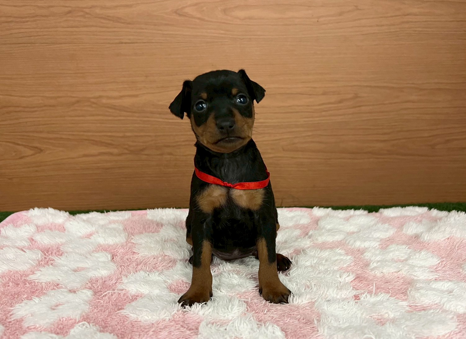 ミニチュア・ピンシャー