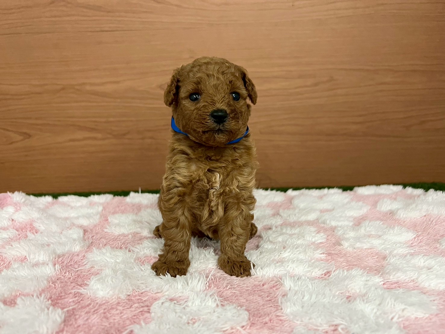 トイ・プードル