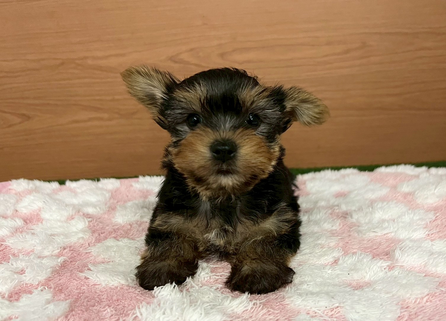 ヨークシャーテリア