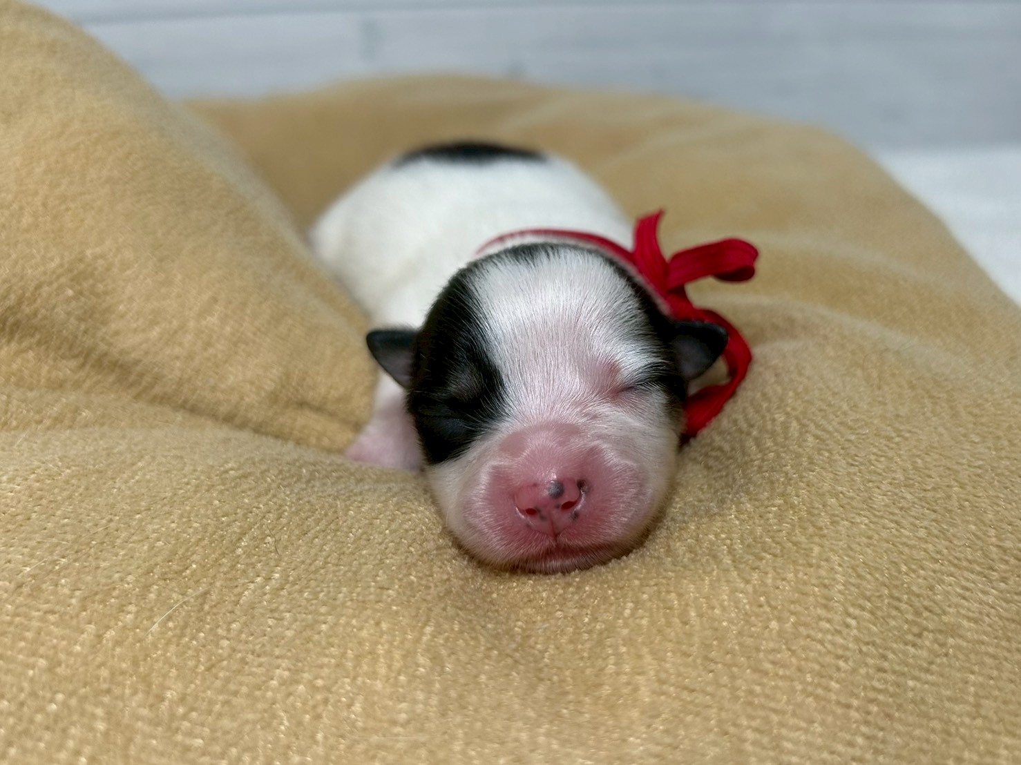 赤ちゃん写真1-1