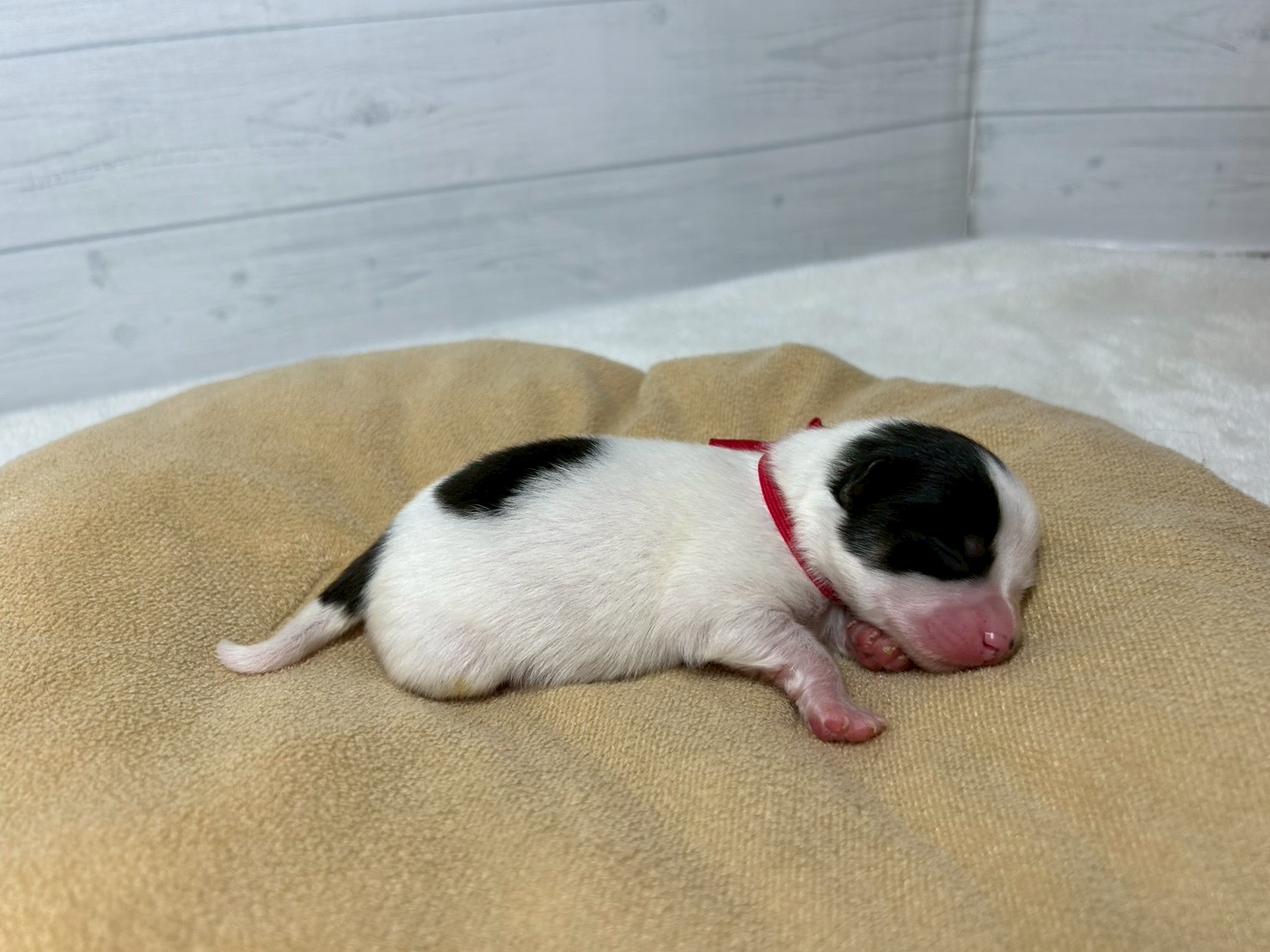 赤ちゃん写真1-2