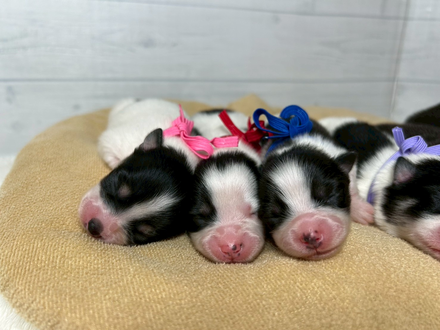 赤ちゃん写真1-3