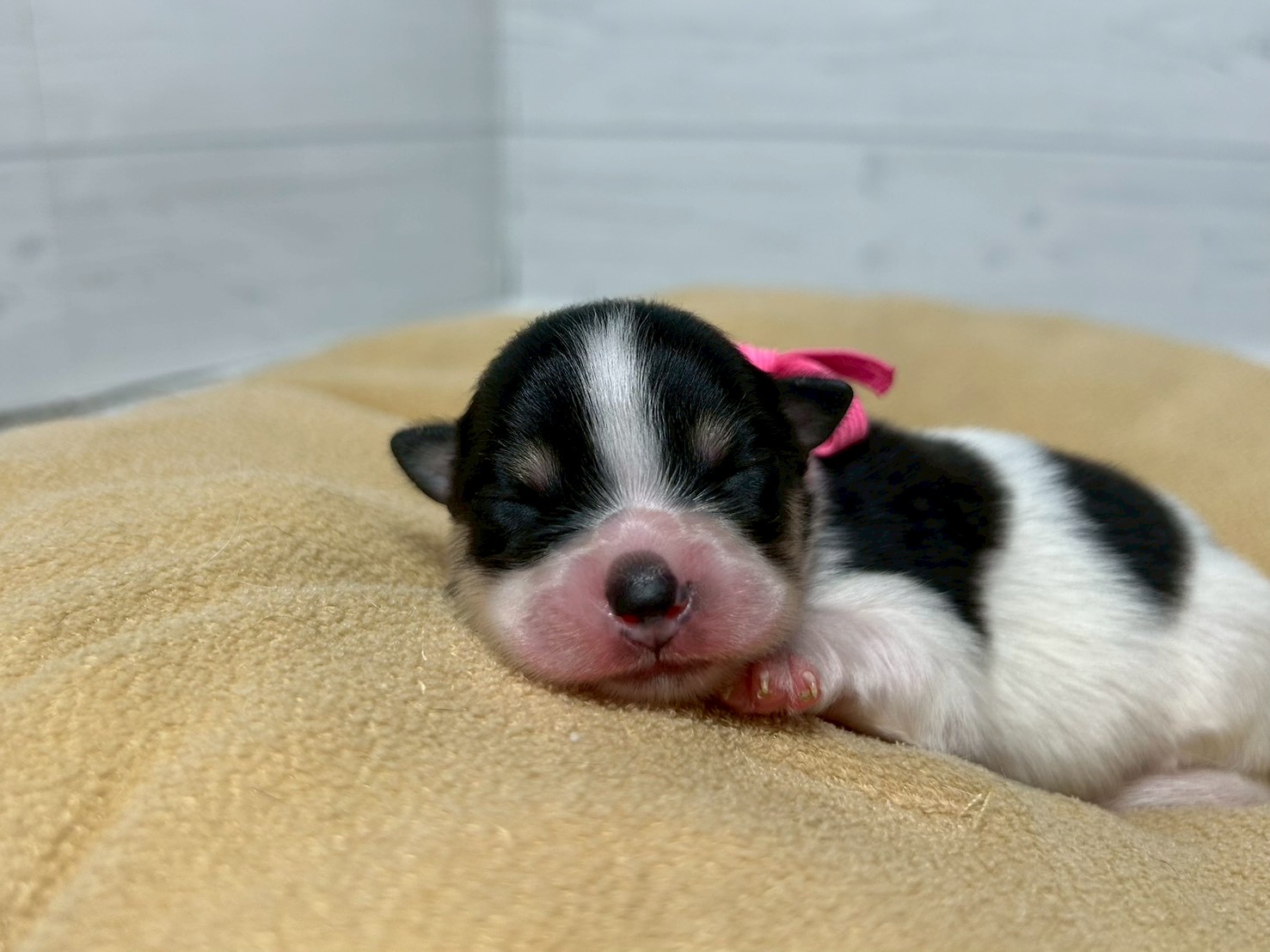 赤ちゃん写真1-1