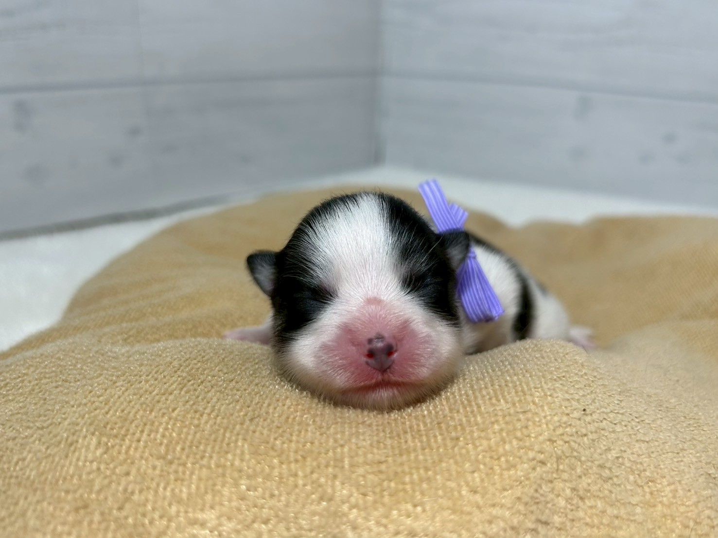 赤ちゃん写真1-1