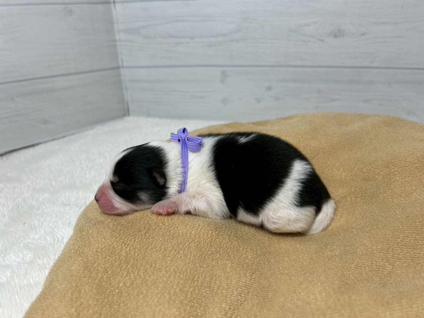 赤ちゃん写真1-2