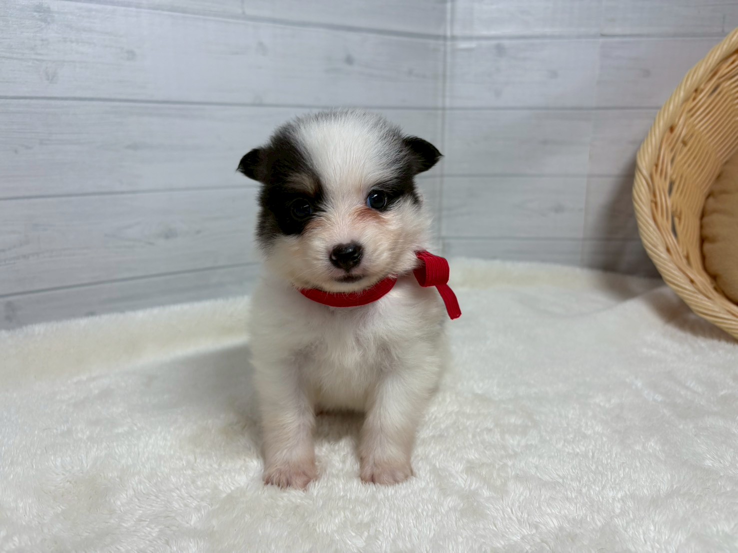 赤ちゃん写真2-1