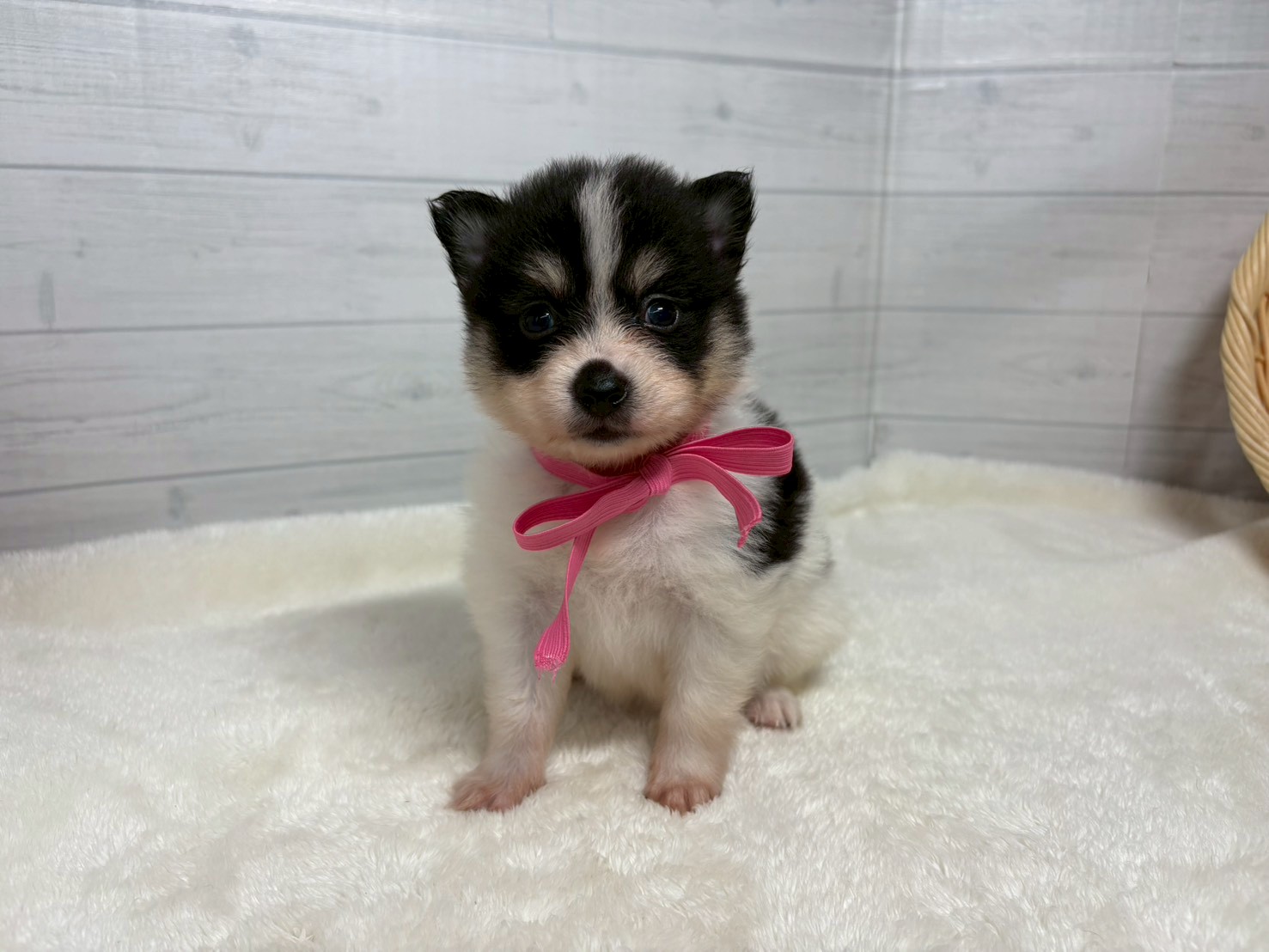 赤ちゃん写真2-1