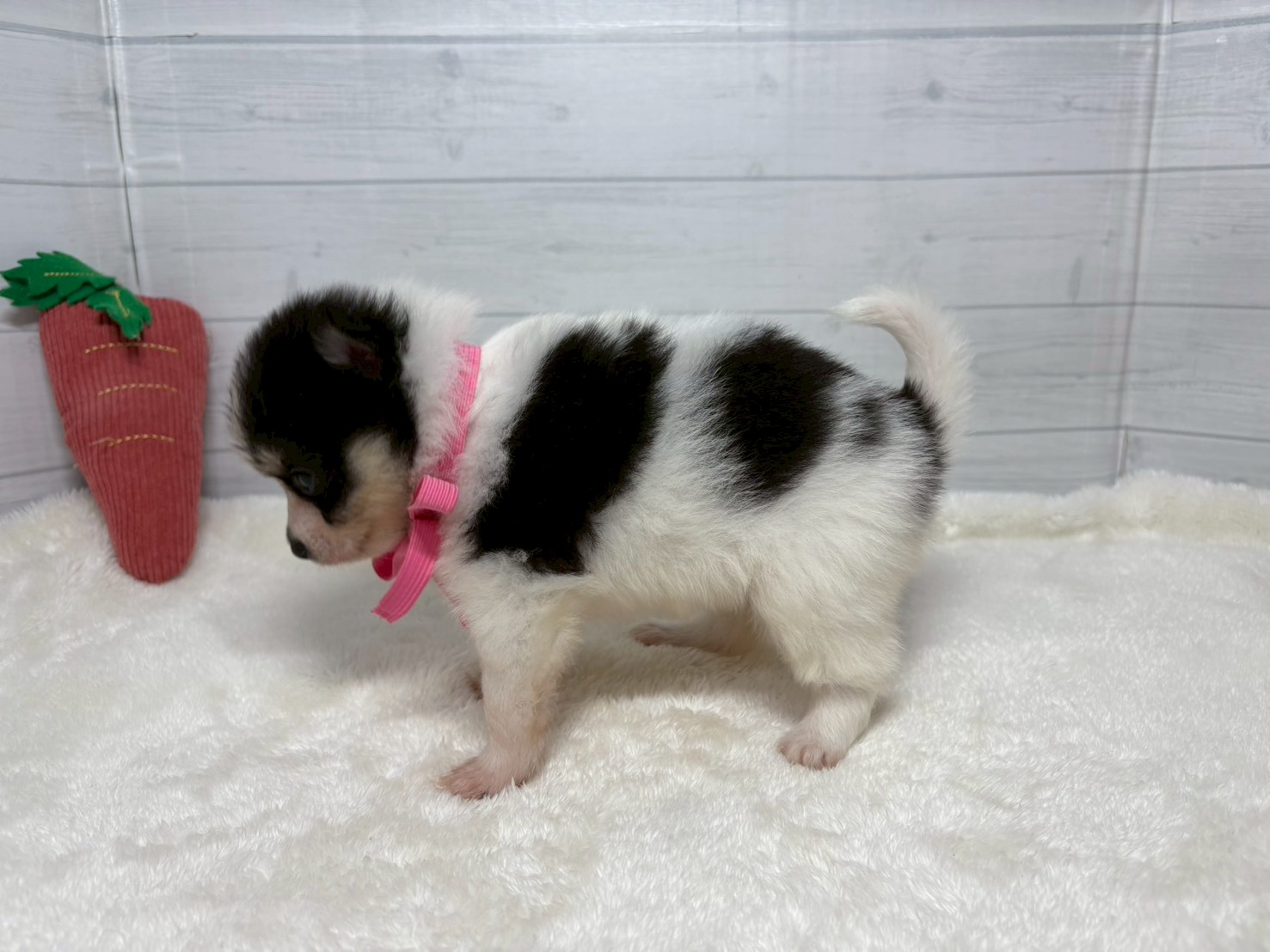 赤ちゃん写真2-2