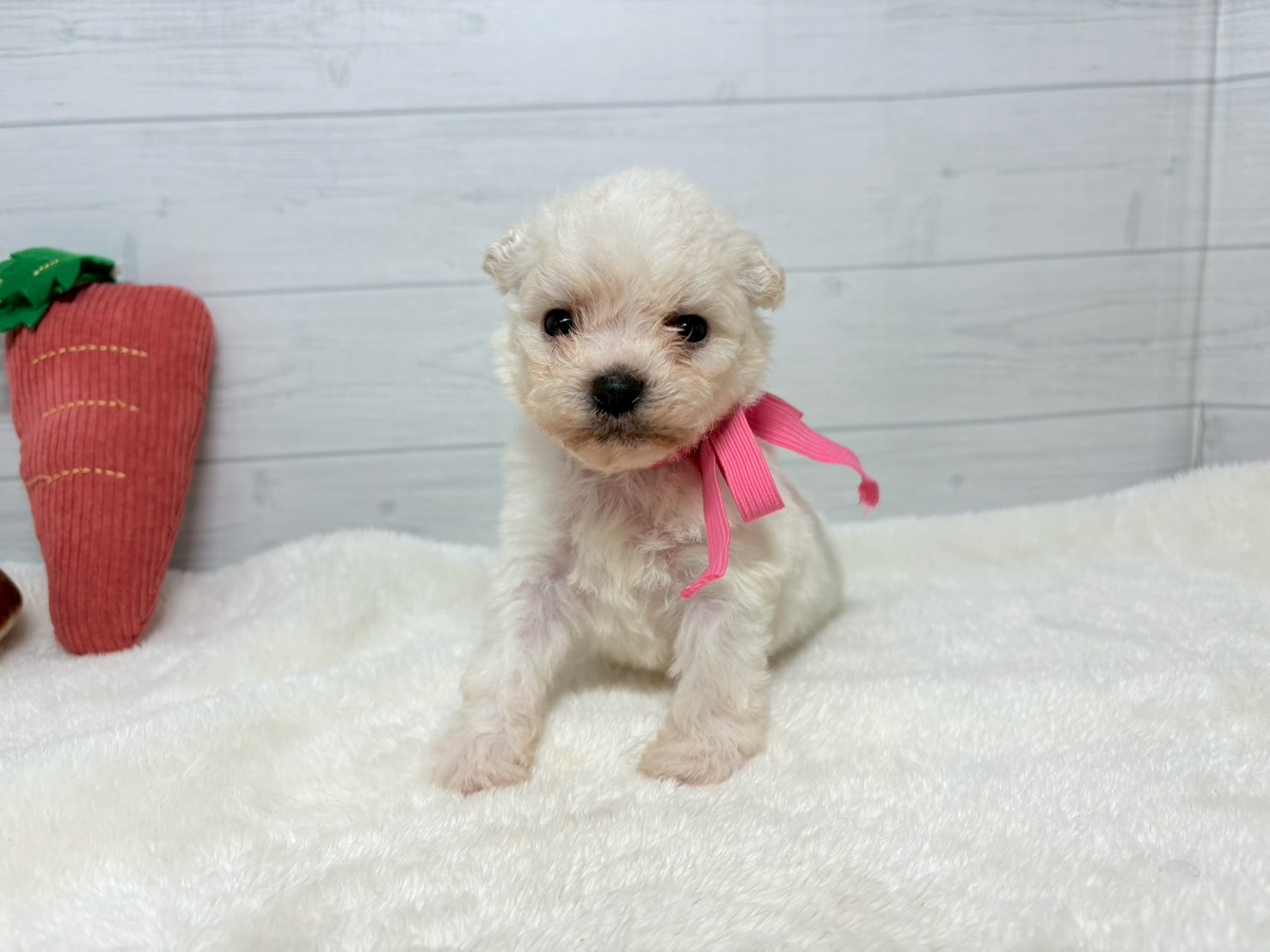 赤ちゃん写真2-1