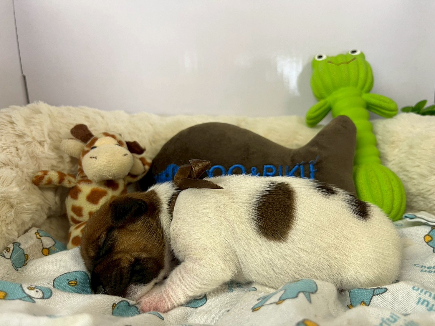 赤ちゃん写真1-2