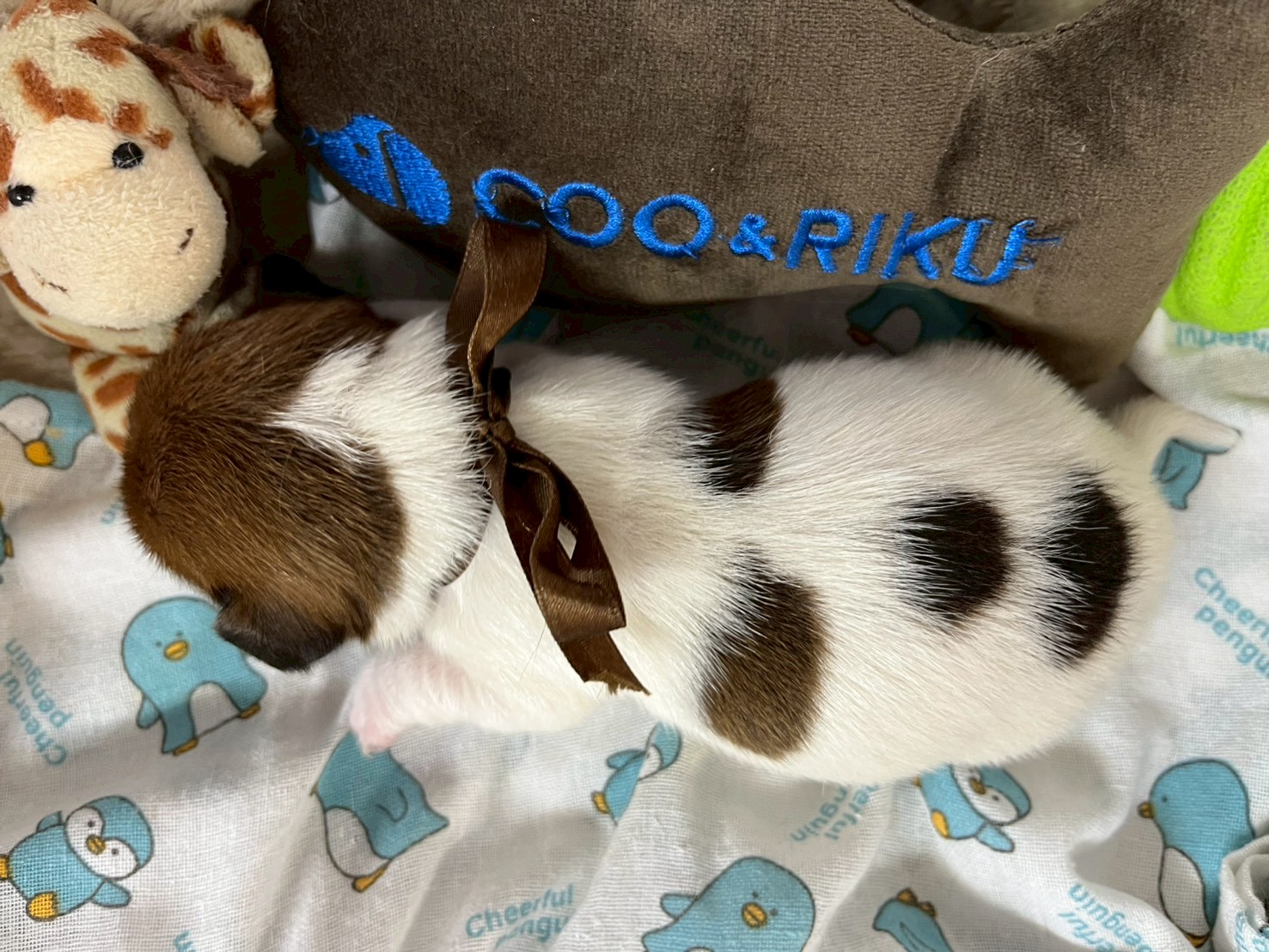 赤ちゃん写真1-3