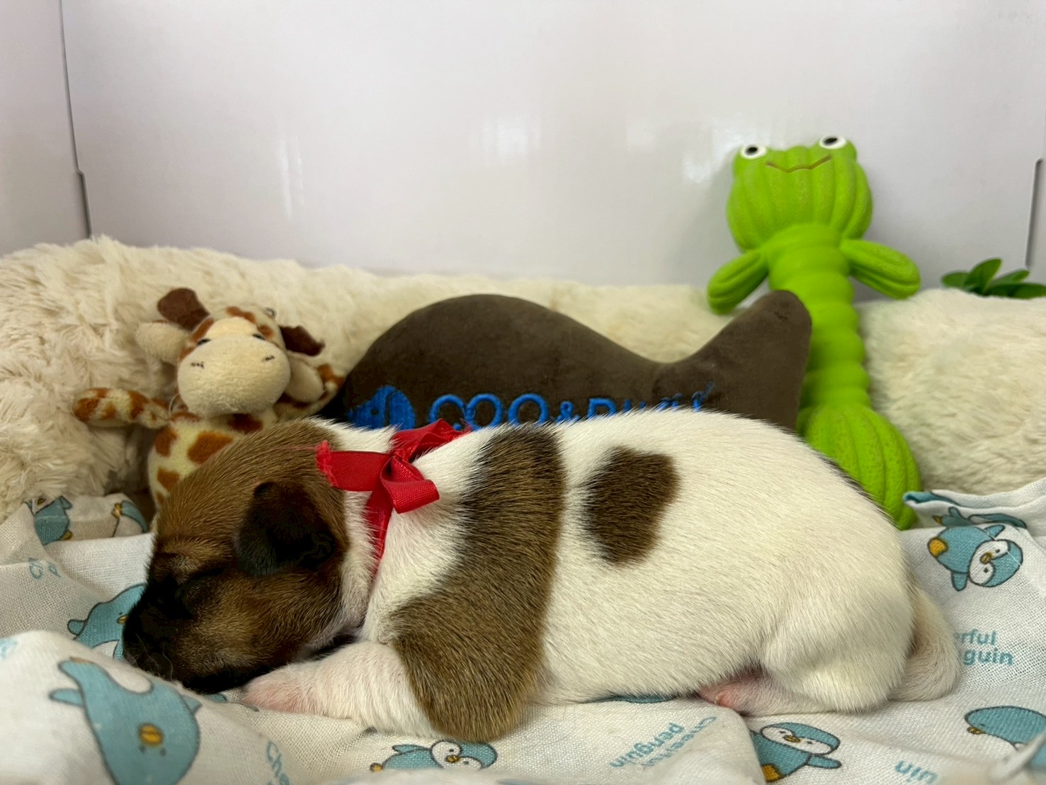 赤ちゃん写真1-2