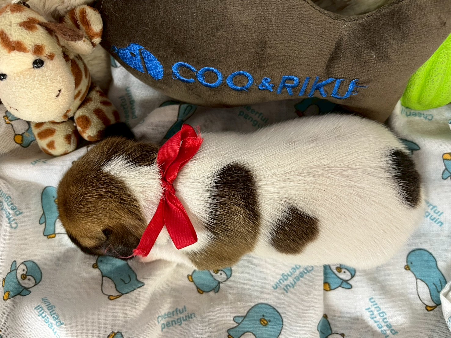 赤ちゃん写真1-3