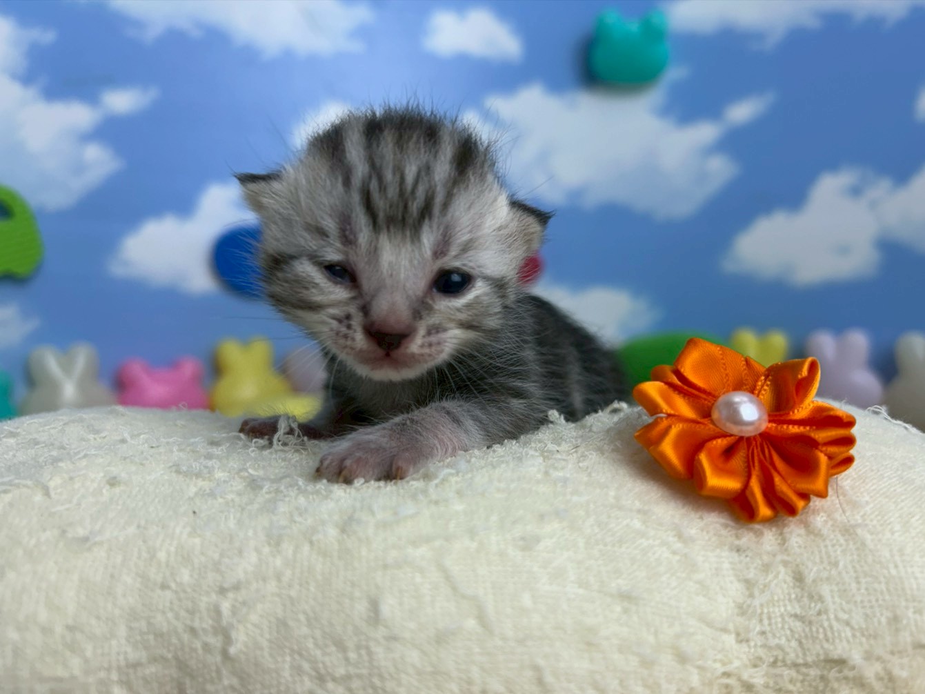 赤ちゃん写真1-1