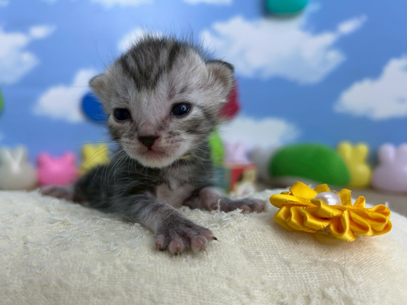 赤ちゃん写真1-1