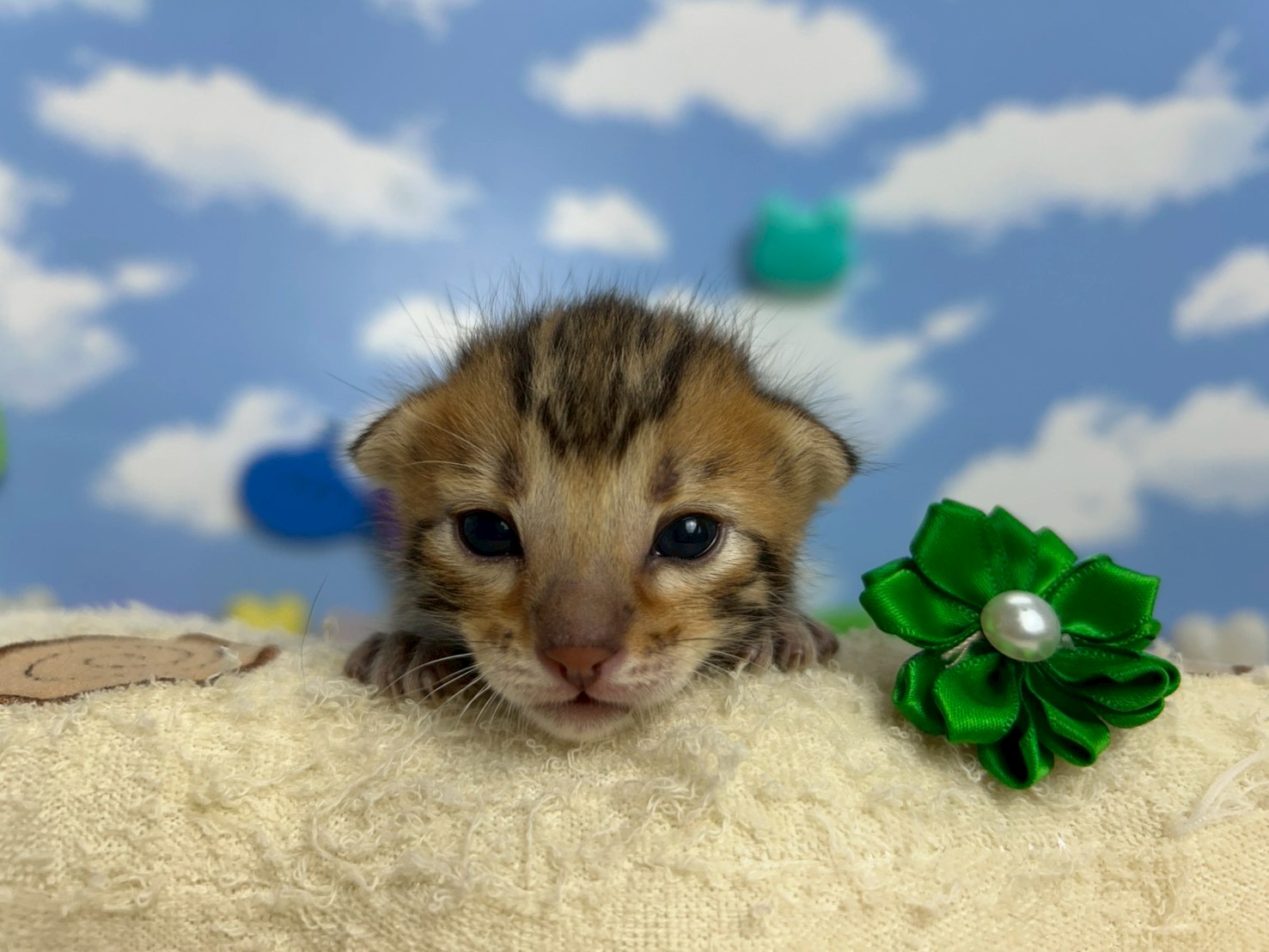 赤ちゃん写真1-1