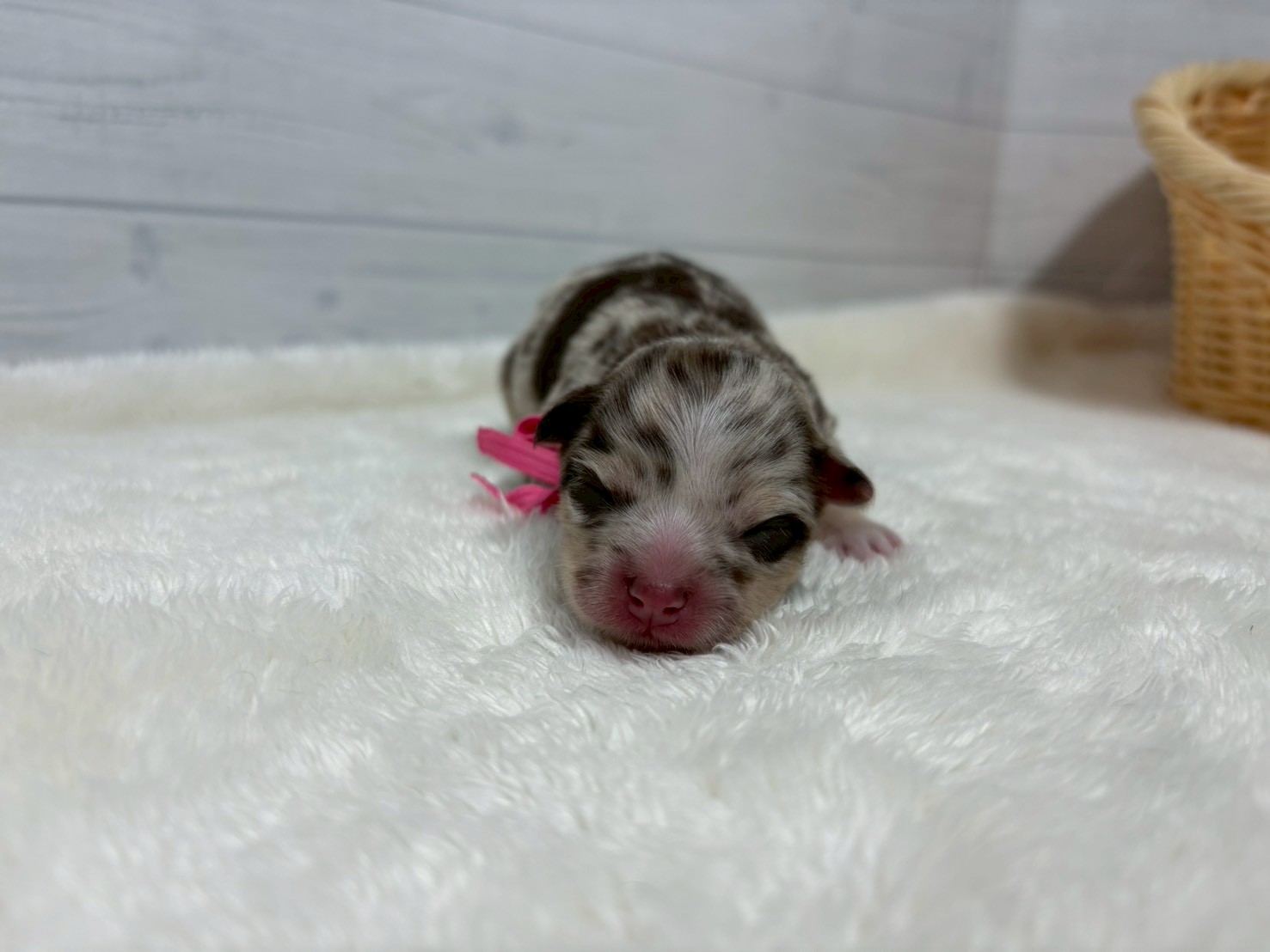 赤ちゃん写真1-1