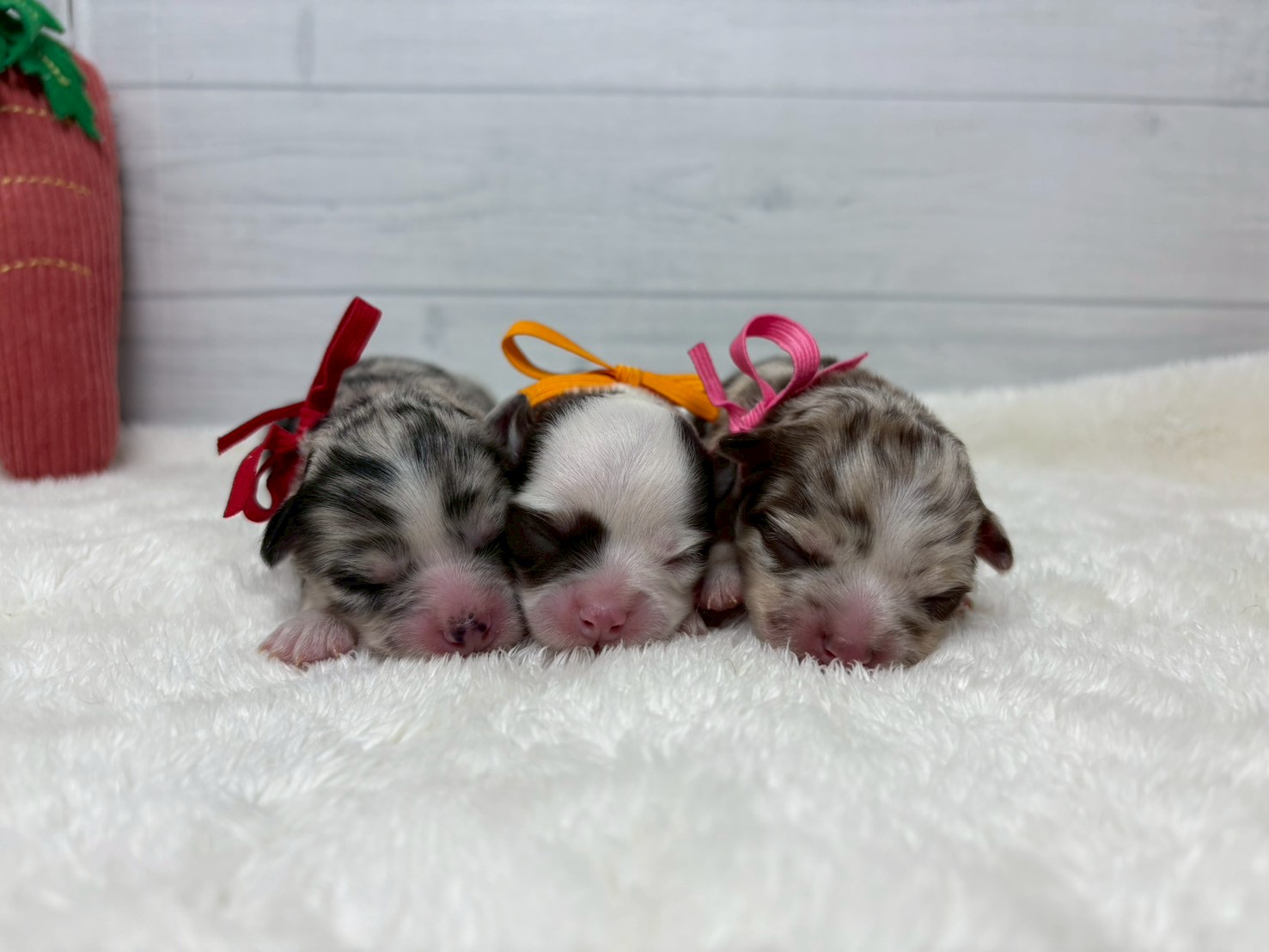 赤ちゃん写真1-3