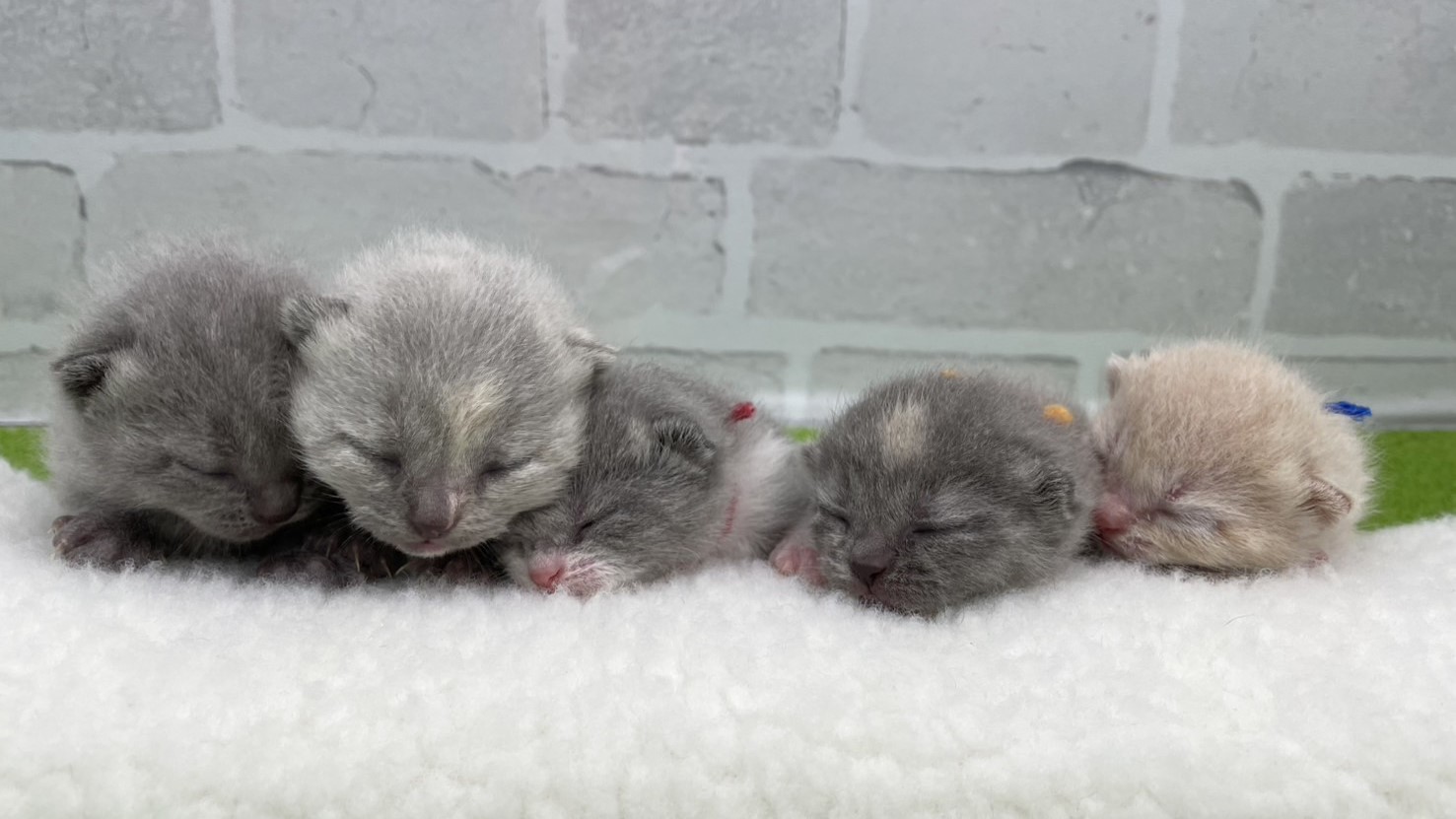 赤ちゃん写真1-3