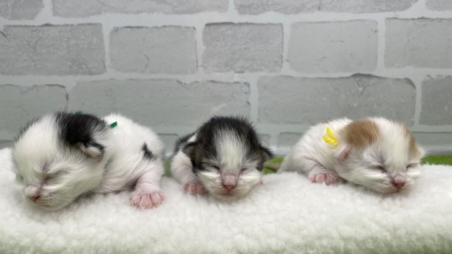 赤ちゃん写真1-3