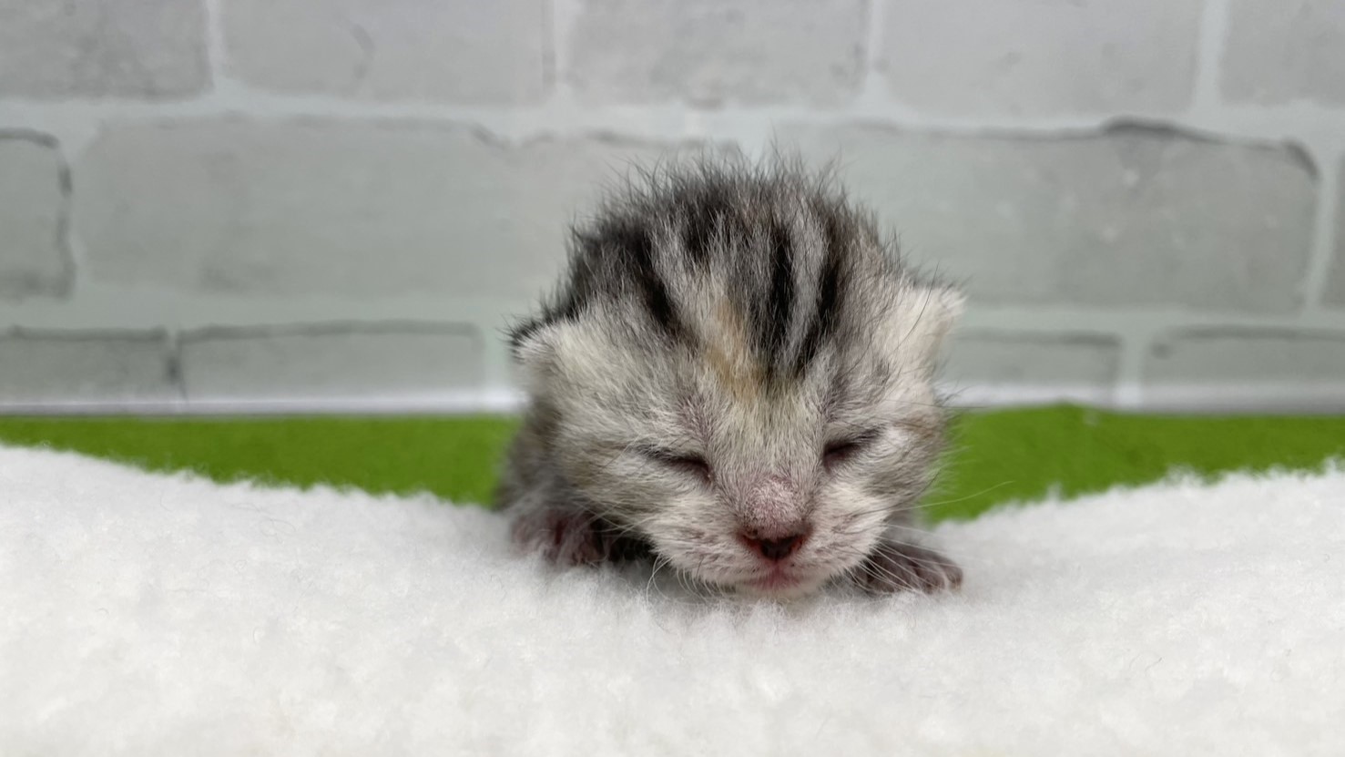 スコティッシュフォールド