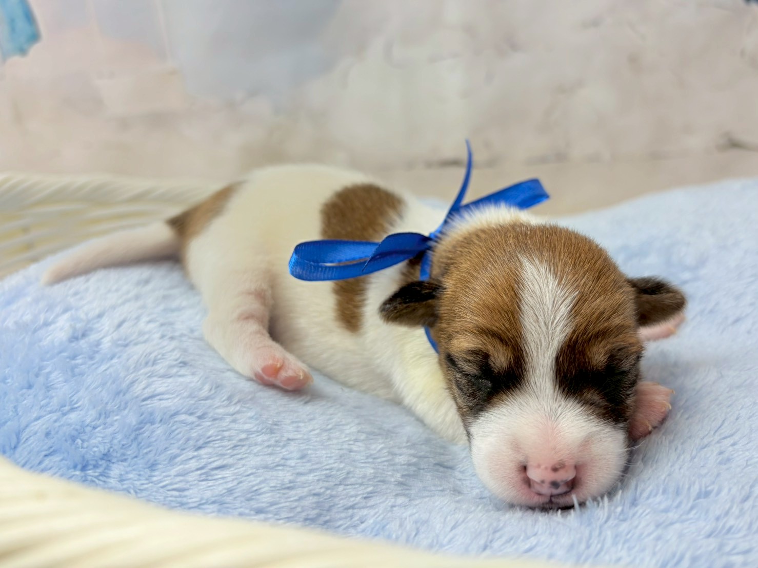 赤ちゃん写真1-2