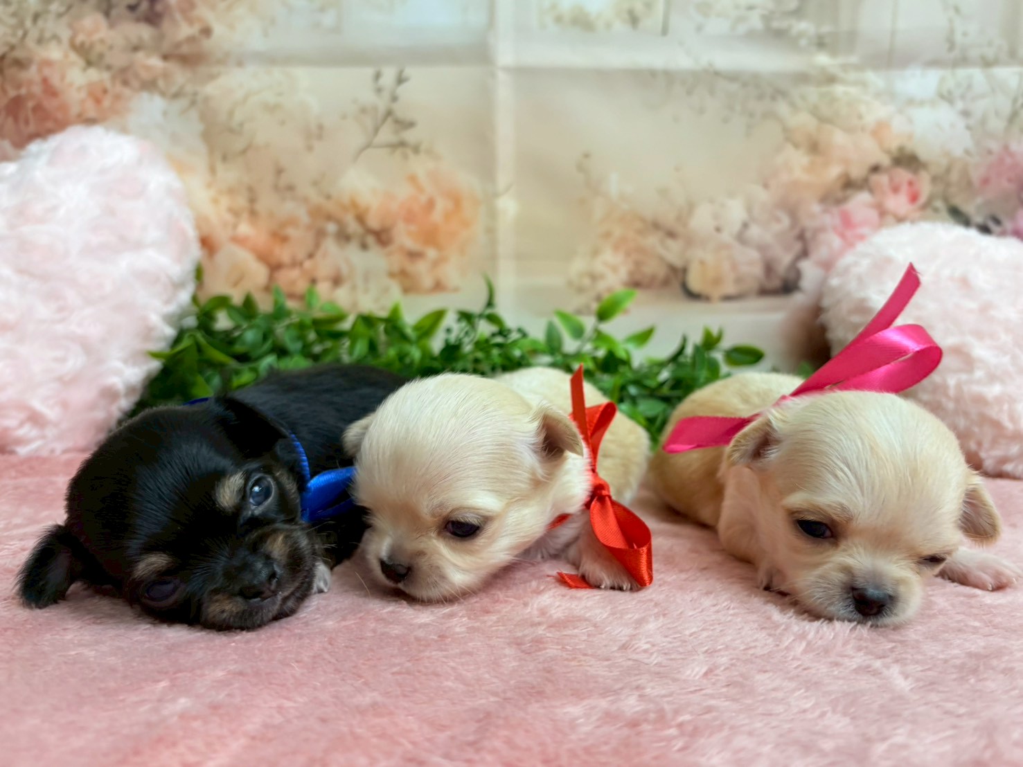 赤ちゃん写真2-3