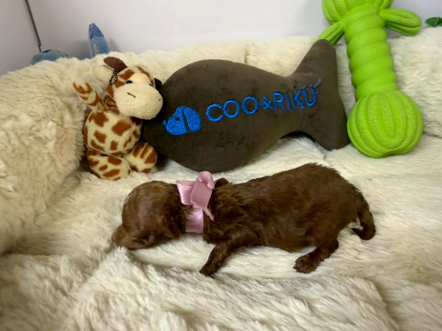 赤ちゃん写真1-2