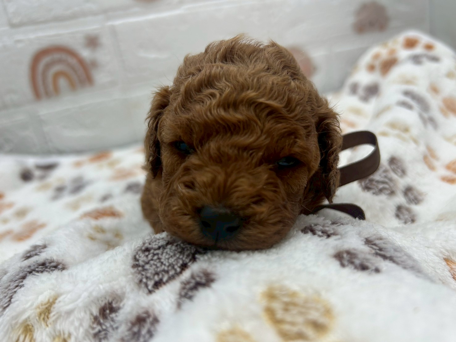 トイ・プードル