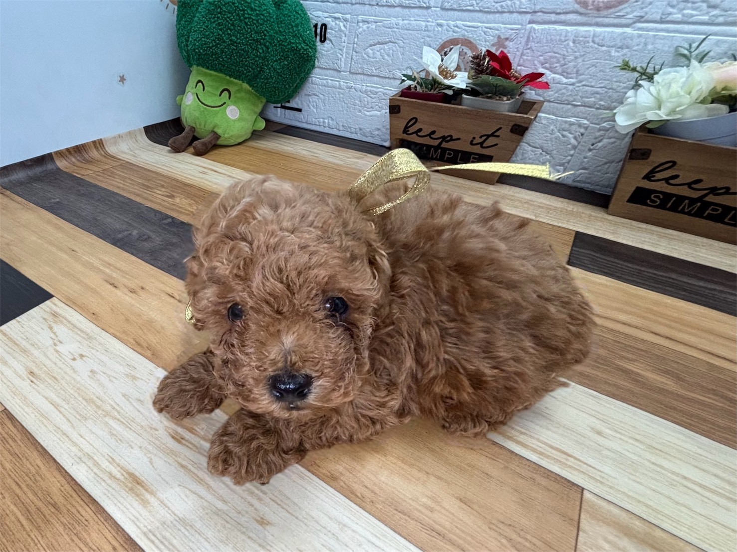 トイ・プードル