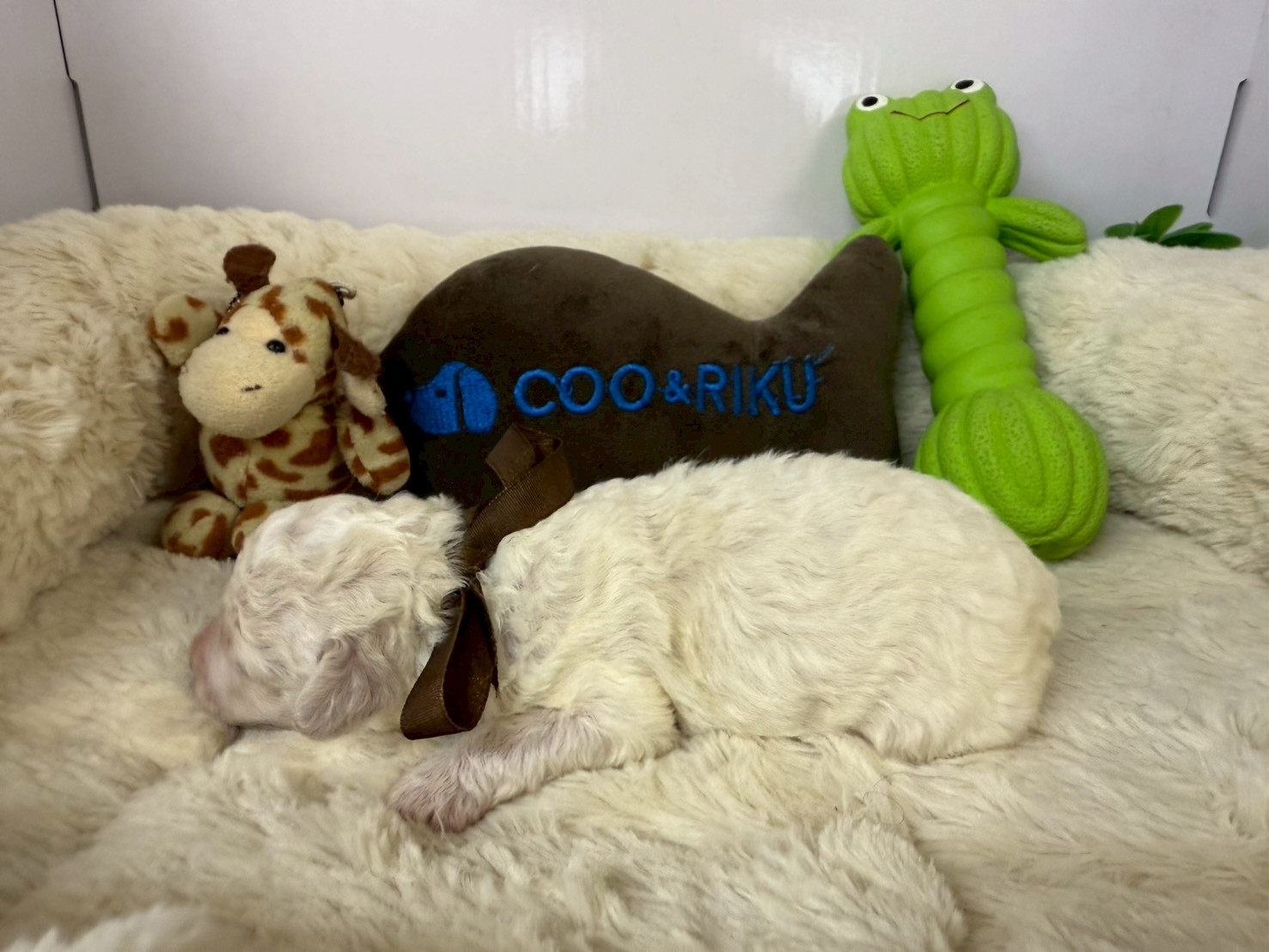 赤ちゃん写真1-2