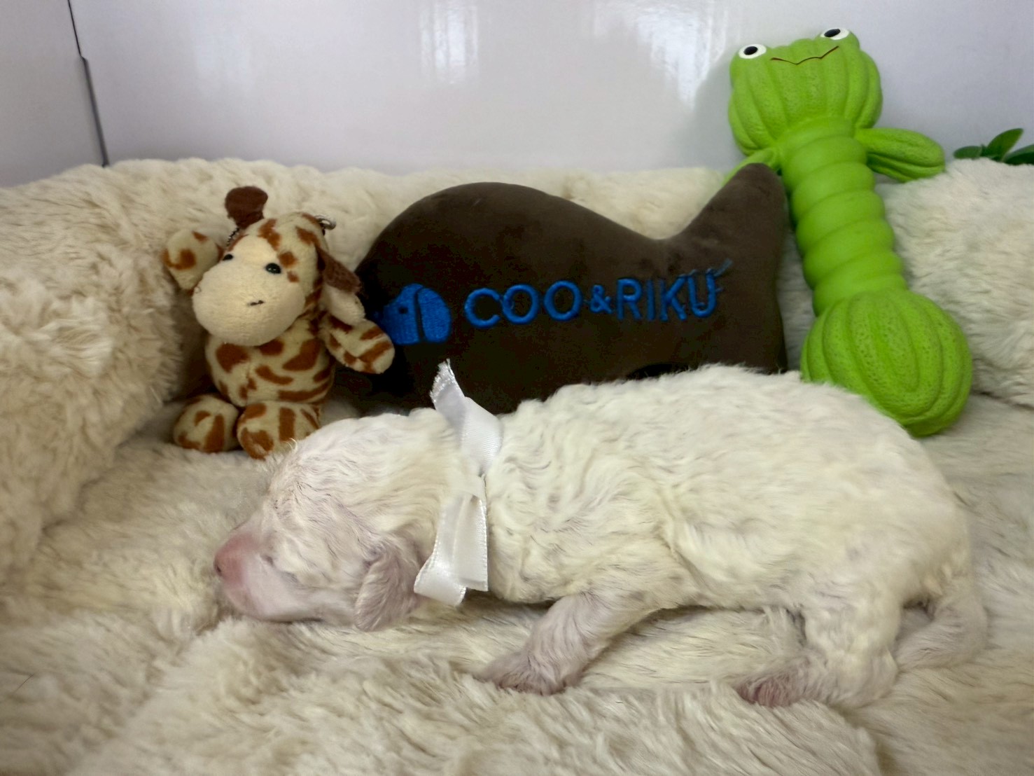 赤ちゃん写真1-2