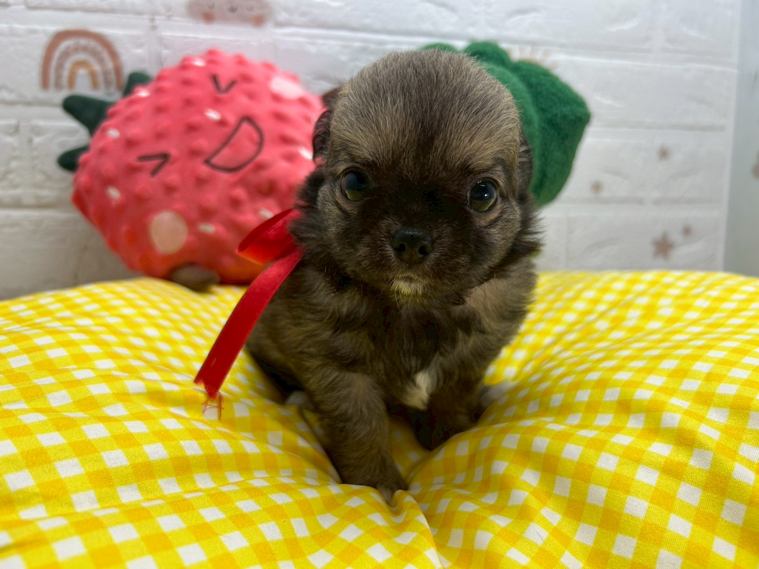 チワワ（ロングコート）