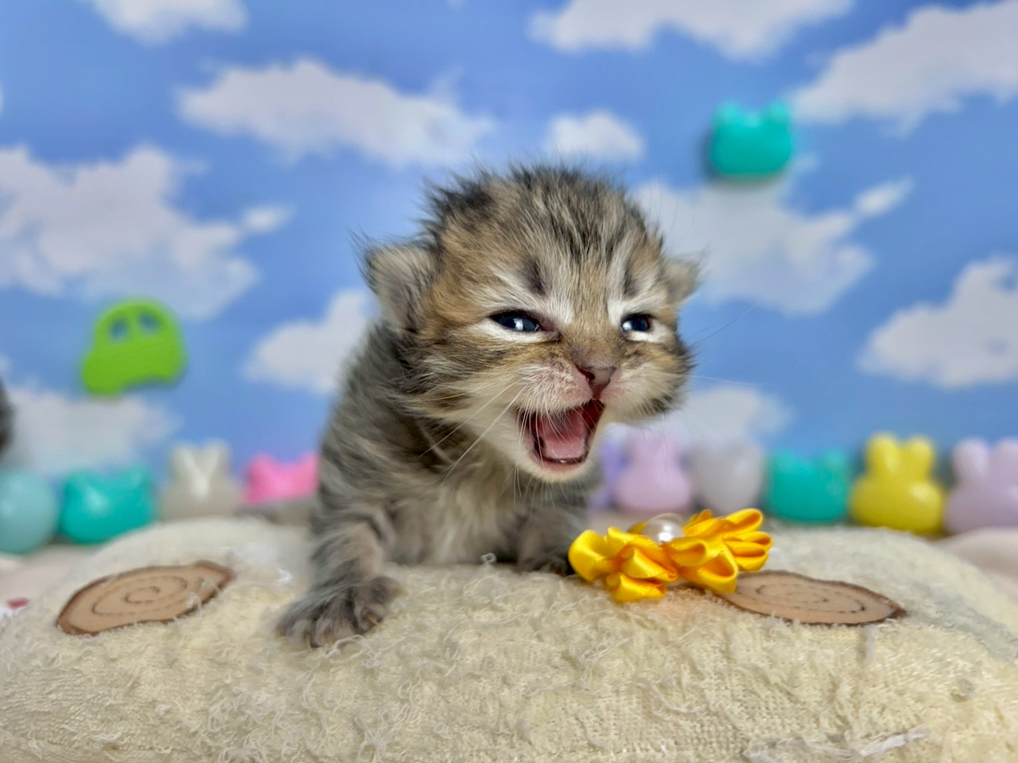 赤ちゃん写真1-1