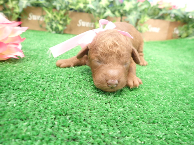 赤ちゃん写真1-1