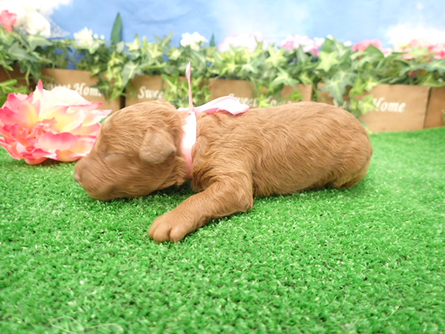 赤ちゃん写真1-2