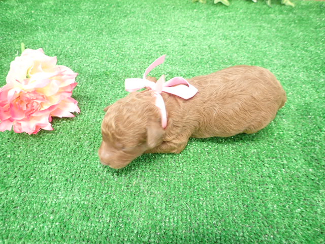 赤ちゃん写真1-3