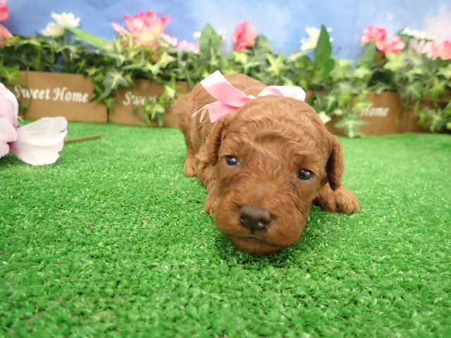 赤ちゃん写真2-1