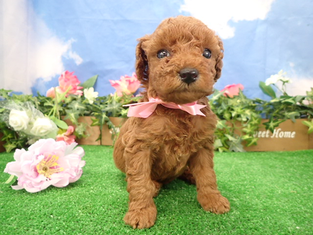 赤ちゃん写真3-1