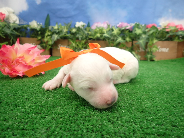 赤ちゃん写真1-1