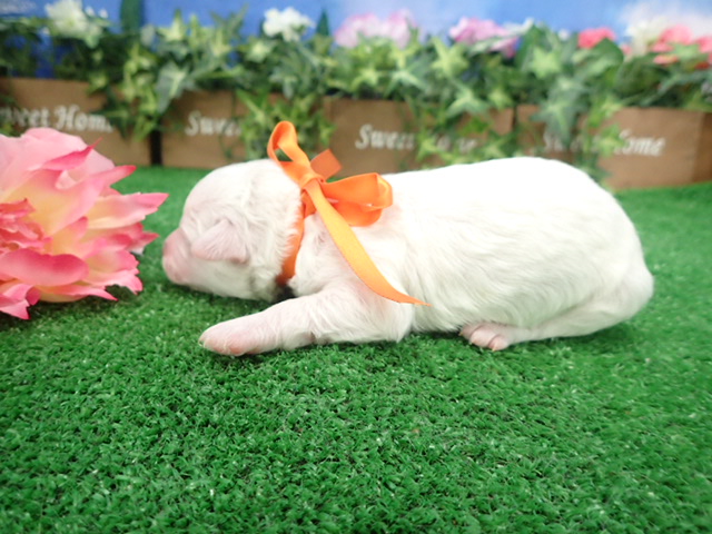 赤ちゃん写真1-2