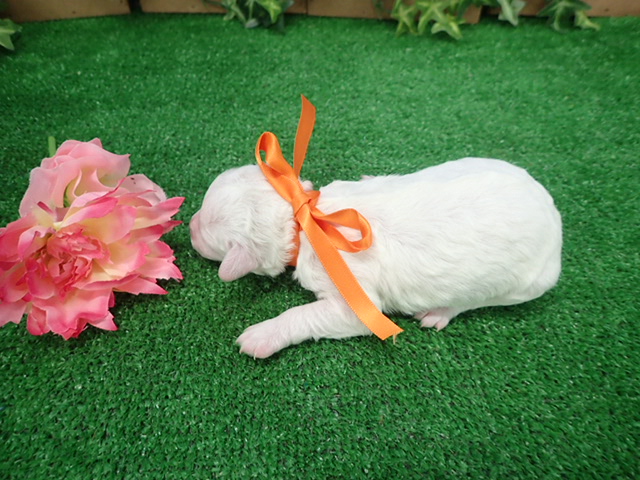 赤ちゃん写真1-3