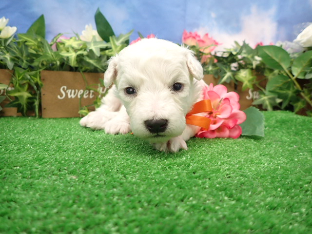 赤ちゃん写真2-1