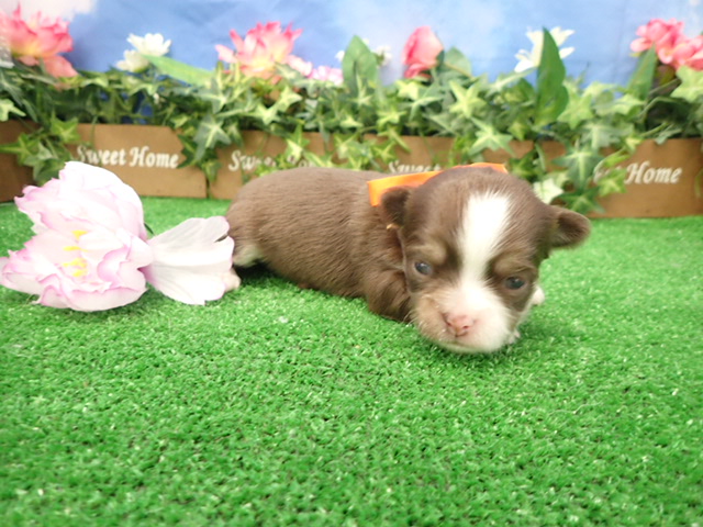 チワワ（ロングコート）