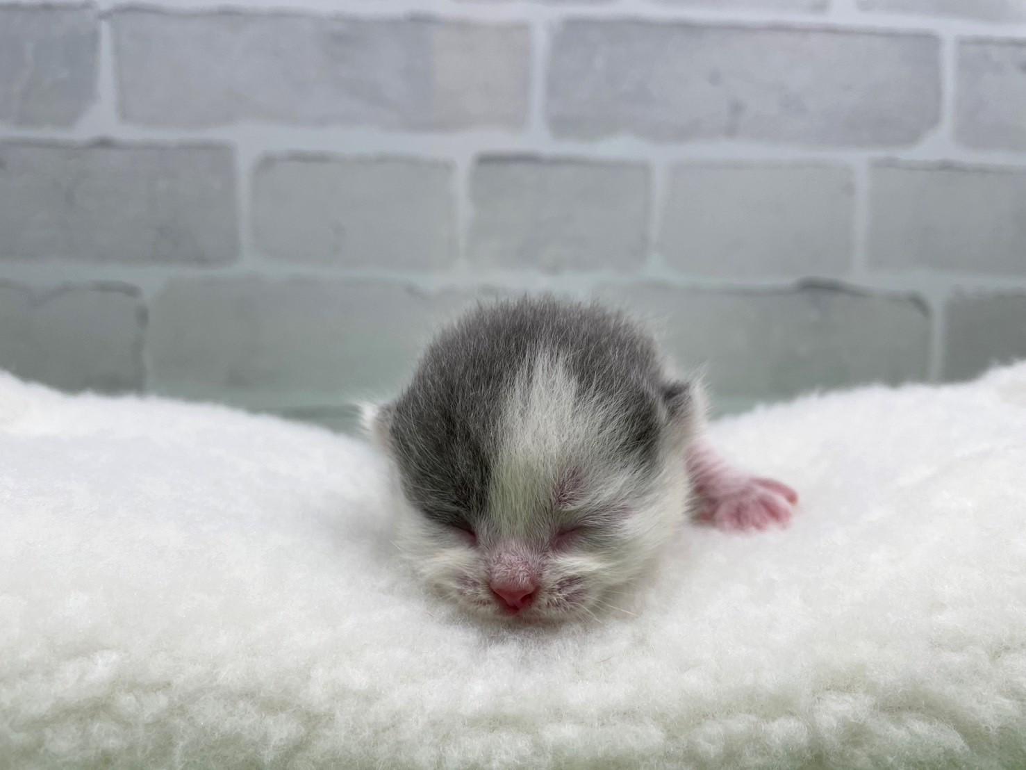 赤ちゃん写真1-1